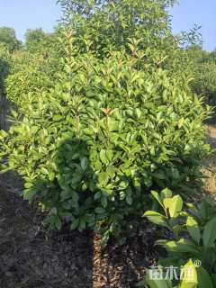 冠幅110厘米红叶石楠球