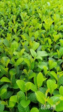 0.1公分川滇桤木