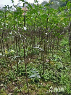 高度60厘米花椒