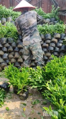 高度40厘米非洲茉莉