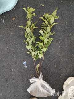 高度40厘米花叶锦带