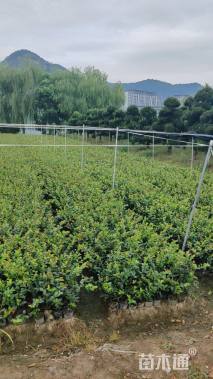 高度30厘米茶梅