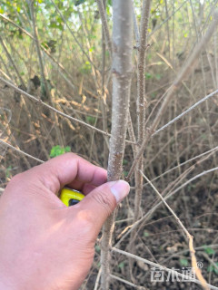 高度100厘米丛生暴马丁香