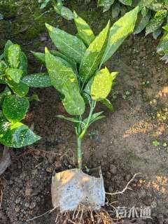 高度30厘米洒金珊瑚