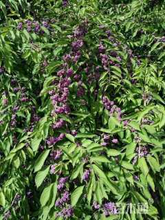 高度100厘米紫珠