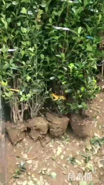 高度120厘米大叶黄杨柱