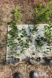 高度50厘米无刺枸骨小苗