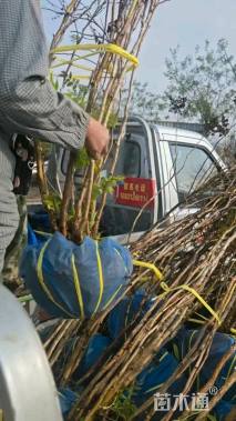 高度200厘米华北珍珠梅