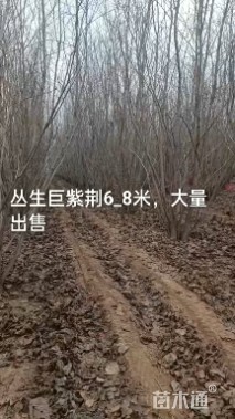 9公分巨紫荆