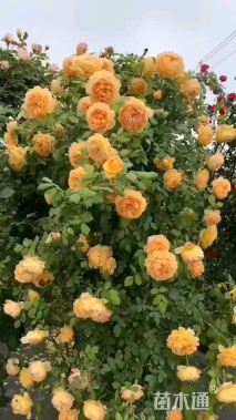 高度150厘米月季