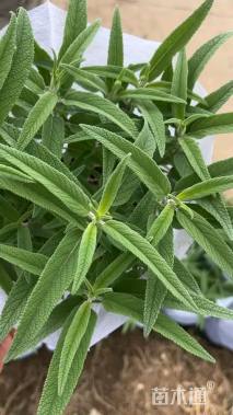 高度30厘米墨西哥鼠尾草