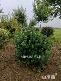 冠幅120厘米海桐球