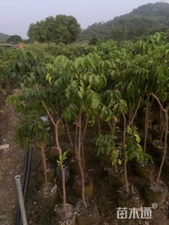 高度80厘米黄皮