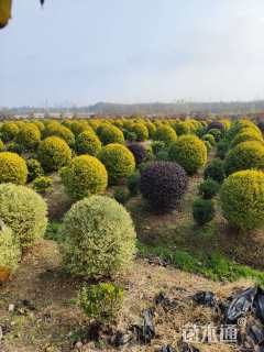 冠幅100厘米红花继木球