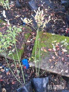 高度30厘米蓝莓小苗