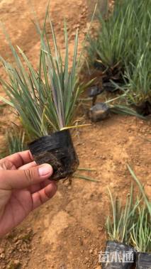 高度10厘米紫露草