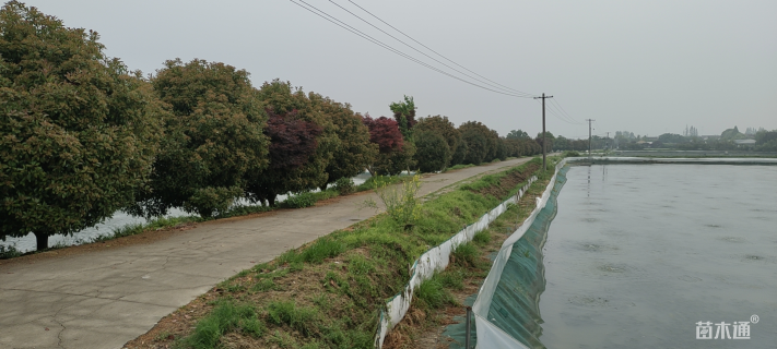 冠幅350厘米红叶石楠球