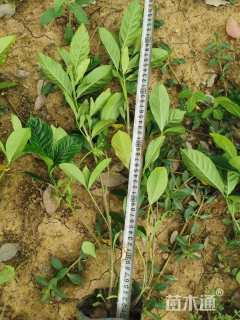 高度30厘米大叶栀子