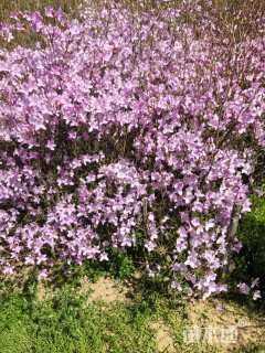 高度2厘米紫荆