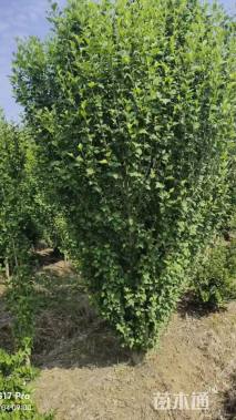 高度250厘米红花木槿