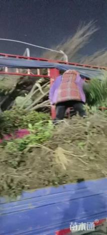 高度60厘米南天竹小苗