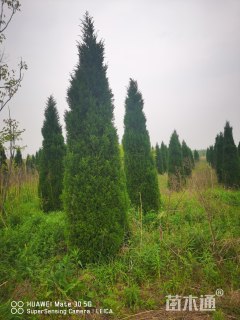 高度150厘米蜀桧