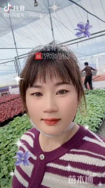 高度25厘米矾根