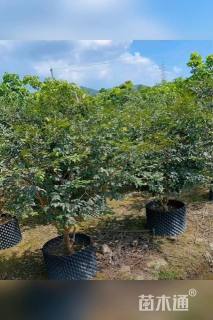 高度120厘米嘉宝果