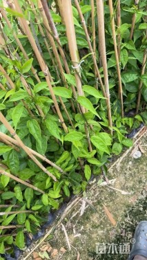 高度25厘米杜鹃