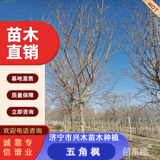 10公分五角枫