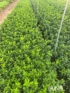 高度25厘米大叶黄杨