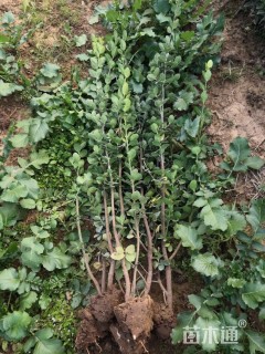 高度150厘米北海道黄杨