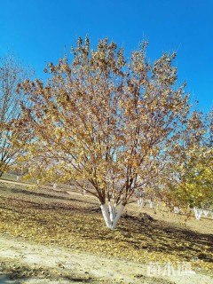 高度500厘米丛生五角枫