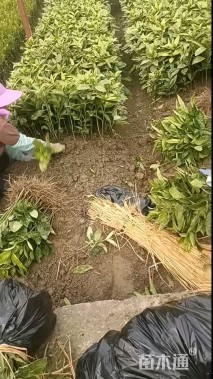 高度30厘米洒金珊瑚