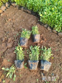 高度15厘米月见草【价格/图片/规格】仅供参考 ➡详情📞📞