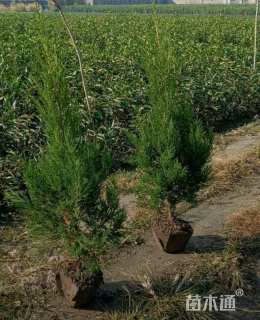 高度30厘米蜀桧