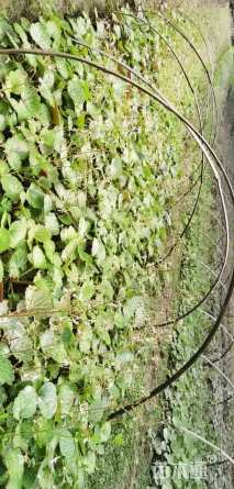 高度8厘米虎耳草