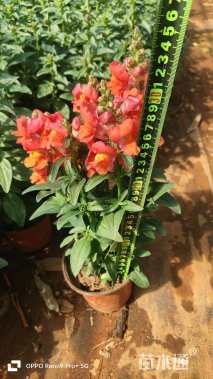 高度15厘米金鱼草