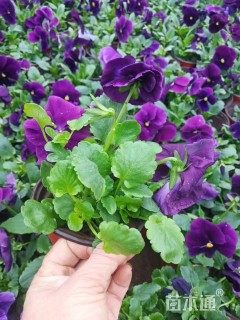 高度13厘米三色堇