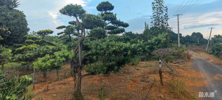 原生苗造型罗汉松