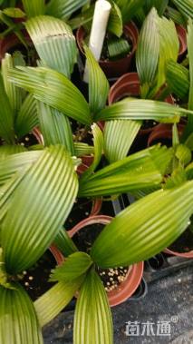 裸干高5厘米轴榈