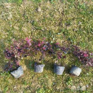 高度20厘米红花继木小苗