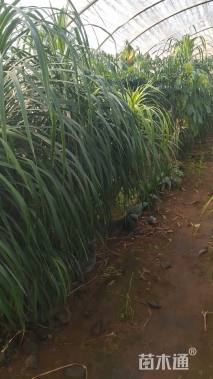 高度100厘米龙血树