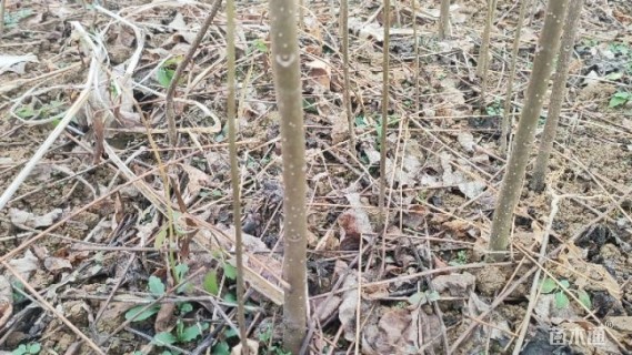 高度80厘米黄柏小苗