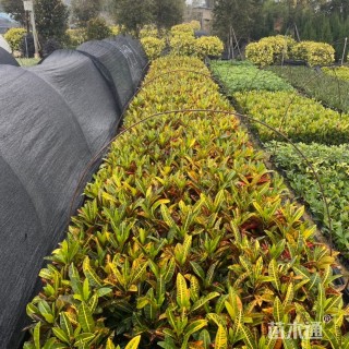 高度25厘米变叶木