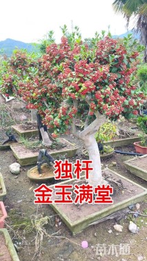 12公分无刺枸骨