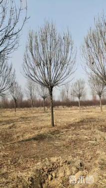 15公分秋紫白蜡