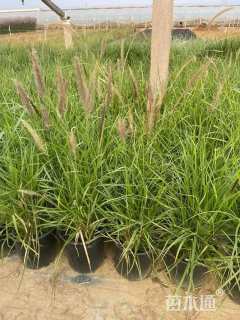 高度15厘米金红羽狼尾草