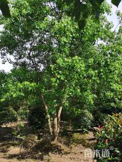 10公分丛生乌桕