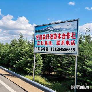 高度35厘米云杉小苗